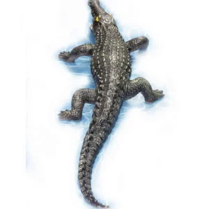 47 inch Giant Crocodile