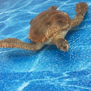 Sea Life Animal Toys - Turtle, Crocodile, Seal