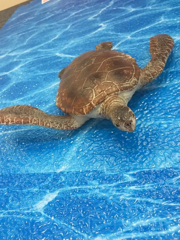 Sea Life Animal Toys - Turtle, Crocodile, Seal