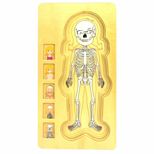 Wooden Jigsaw Puzzle Bundle - Human Body Boy & Girl