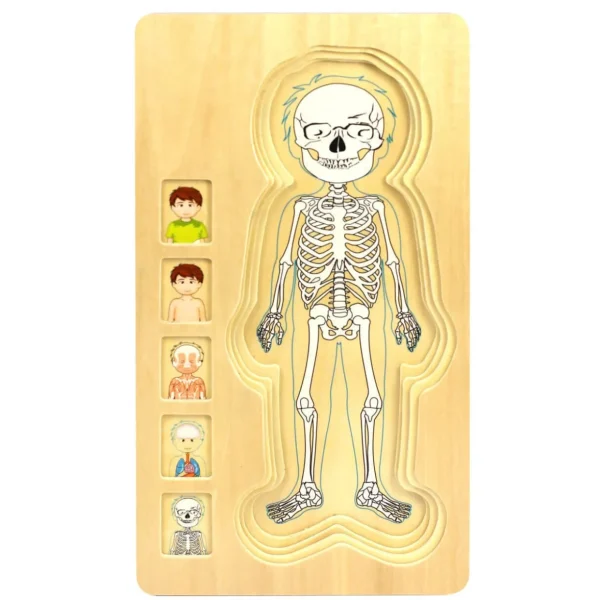 Wooden Jigsaw Puzzle Bundle - Human Body Boy & Girl