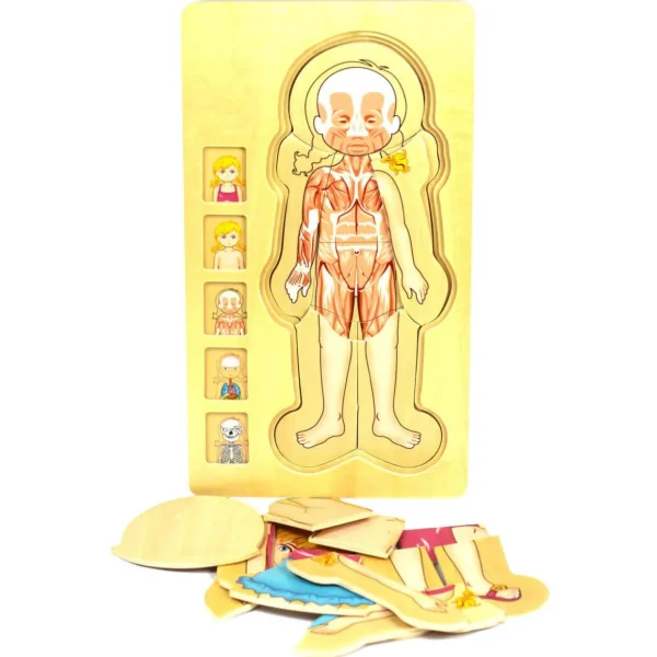 Wooden Jigsaw Puzzle Bundle - Human Body Boy & Girl